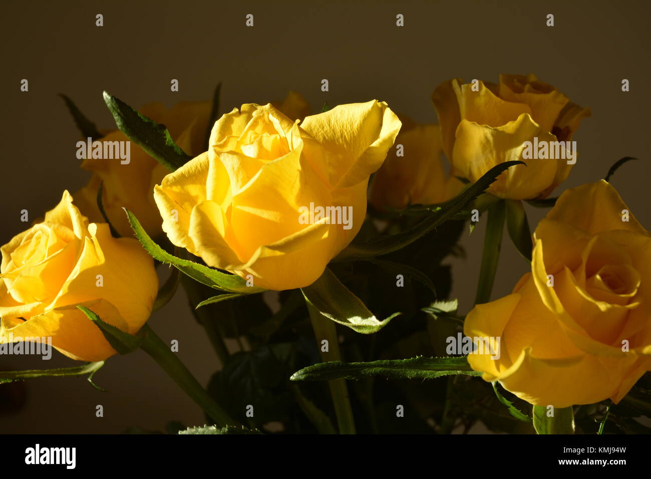 Bunch of yellow roses on dark background Stock Photo