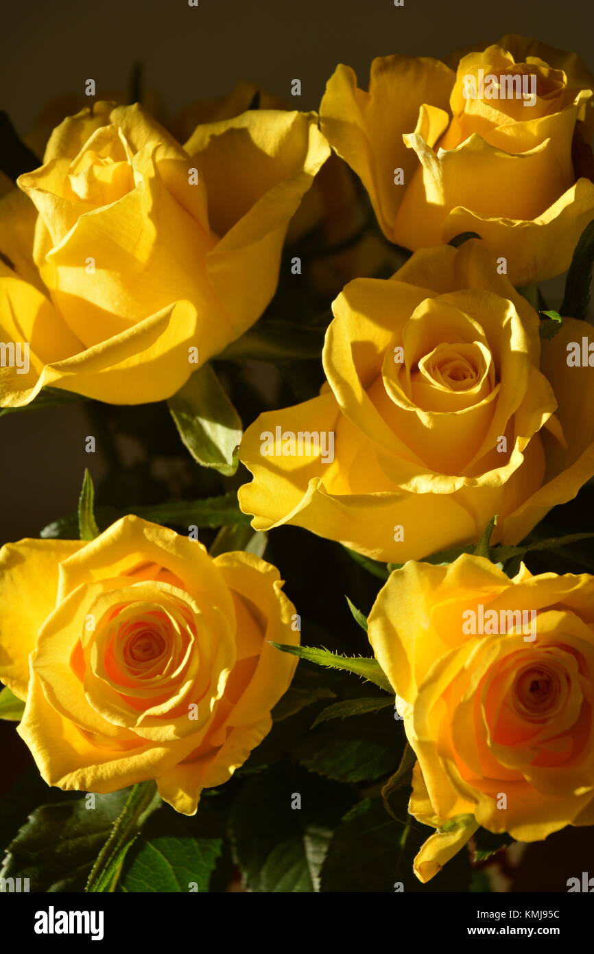 Bunch of yellow roses on dark background Stock Photo