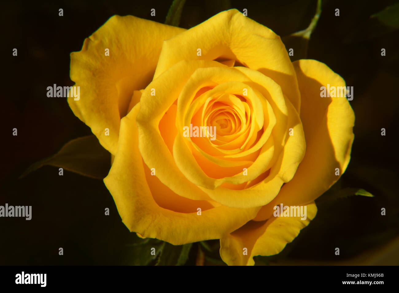 single yellow rose on dark background Stock Photo Alamy