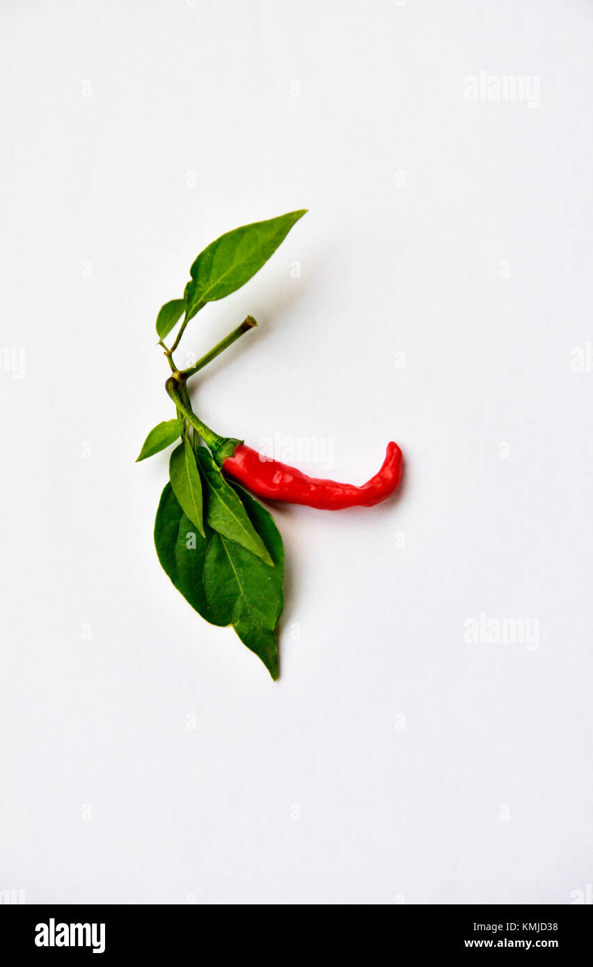 Red chilli pepper (Capsicum annuum) on white background Stock Photo