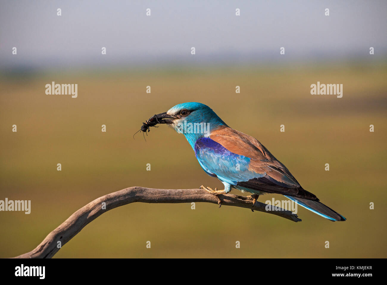 Coracius Garrulus Hi res Stock Photography And Images Alamy Coracius Garrulus Hi res Stock Photography And Images Alamy