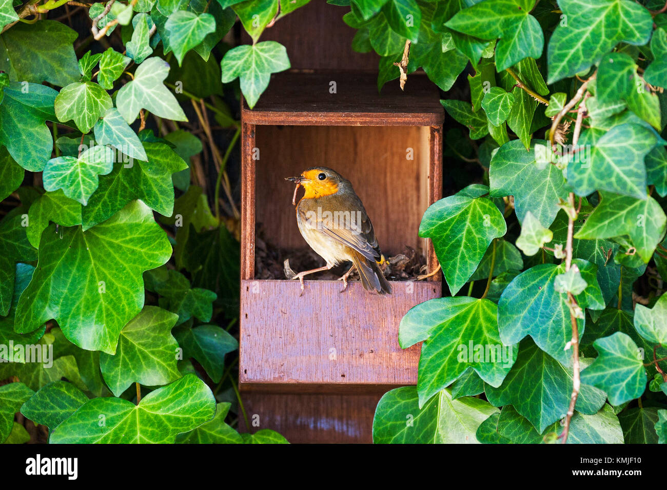 European robin Erithacus rubecula at nest with food for young in nesting box in a garden Ringwood Hampshire England UK Stock Photo