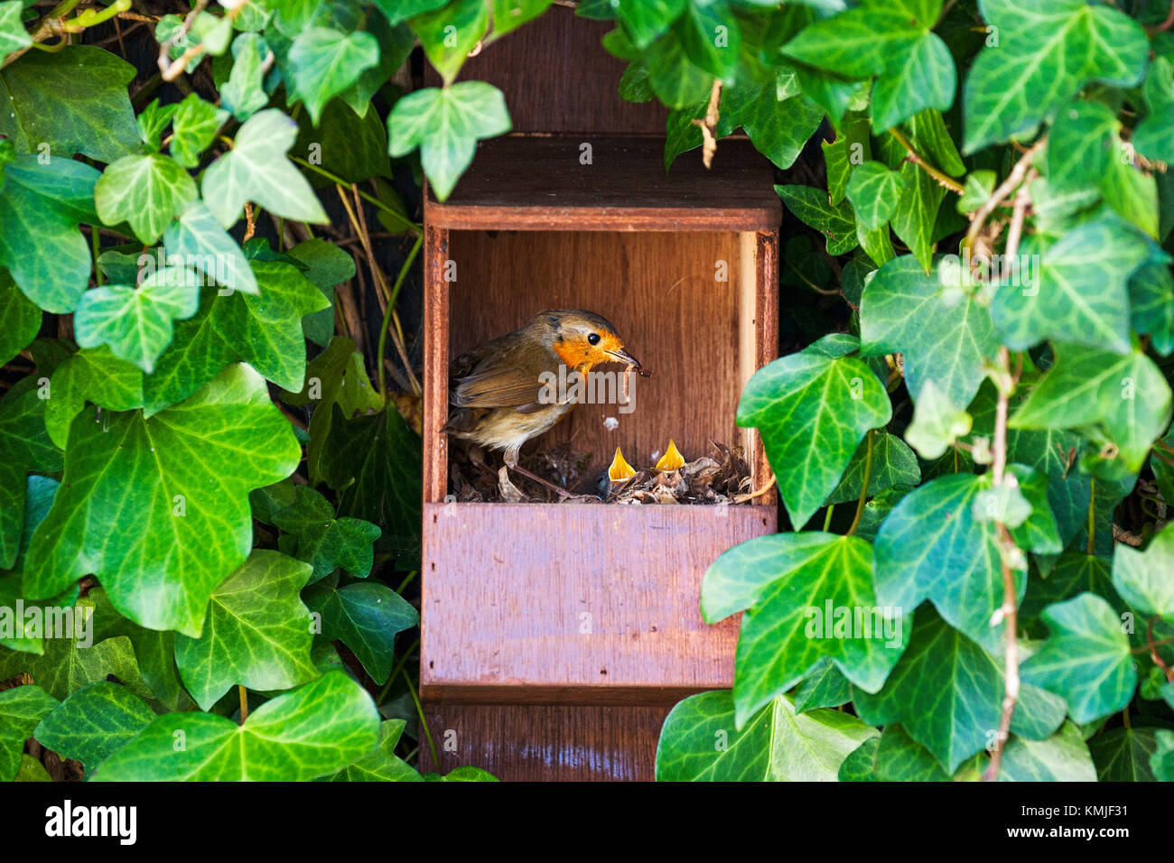 European robin Erithacus rubecula at nest with food for young in nesting box in a garden Ringwood Hampshire England UK Stock Photo