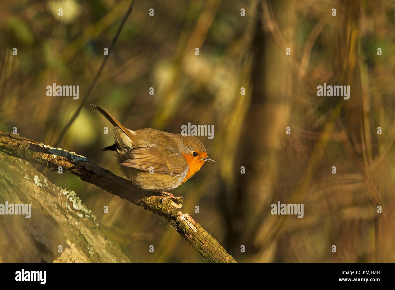 Eruopean robin Erithacus rubecula Blashford Lakes Nature Reserve Hampshire and Isle of Wight Wildlife Trust Reserve near Ringwood Hampshire England UK Stock Photo