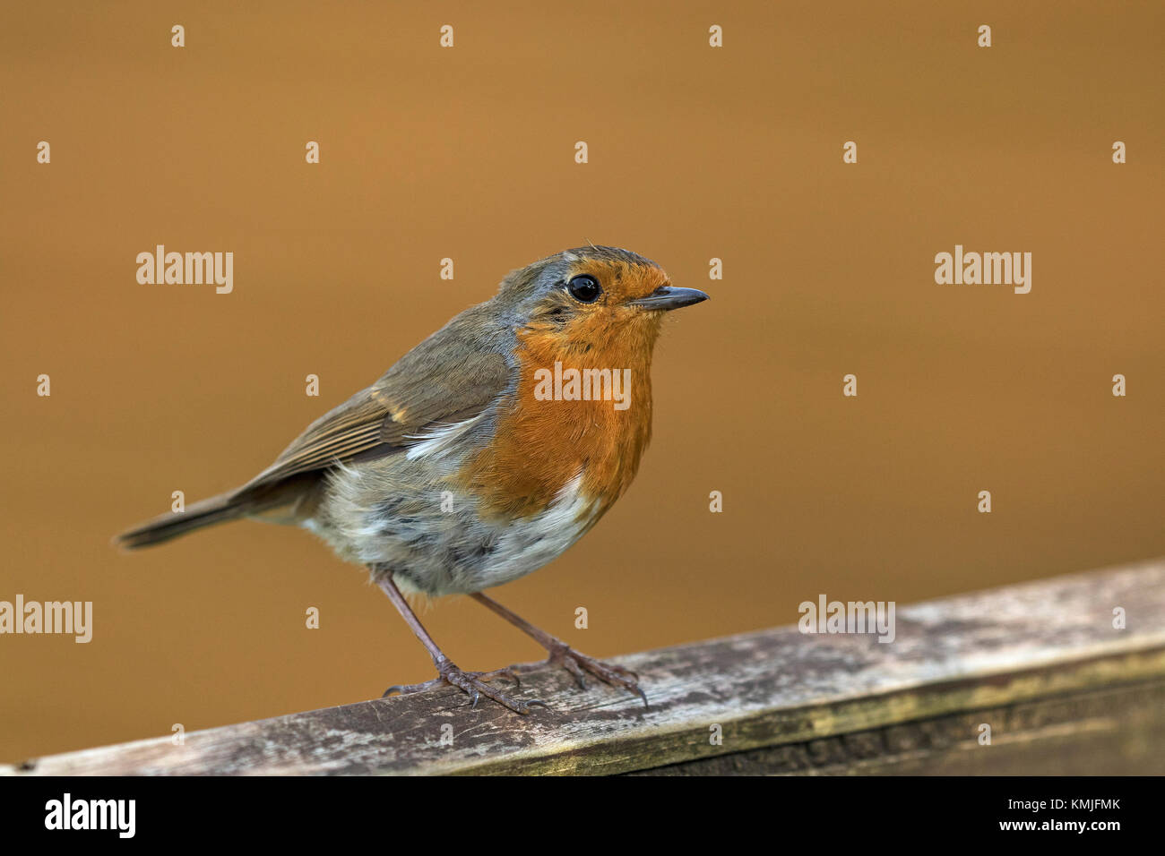 Robins In England European robin Erithacus rubecula perched on garden fence Ringwood ...
