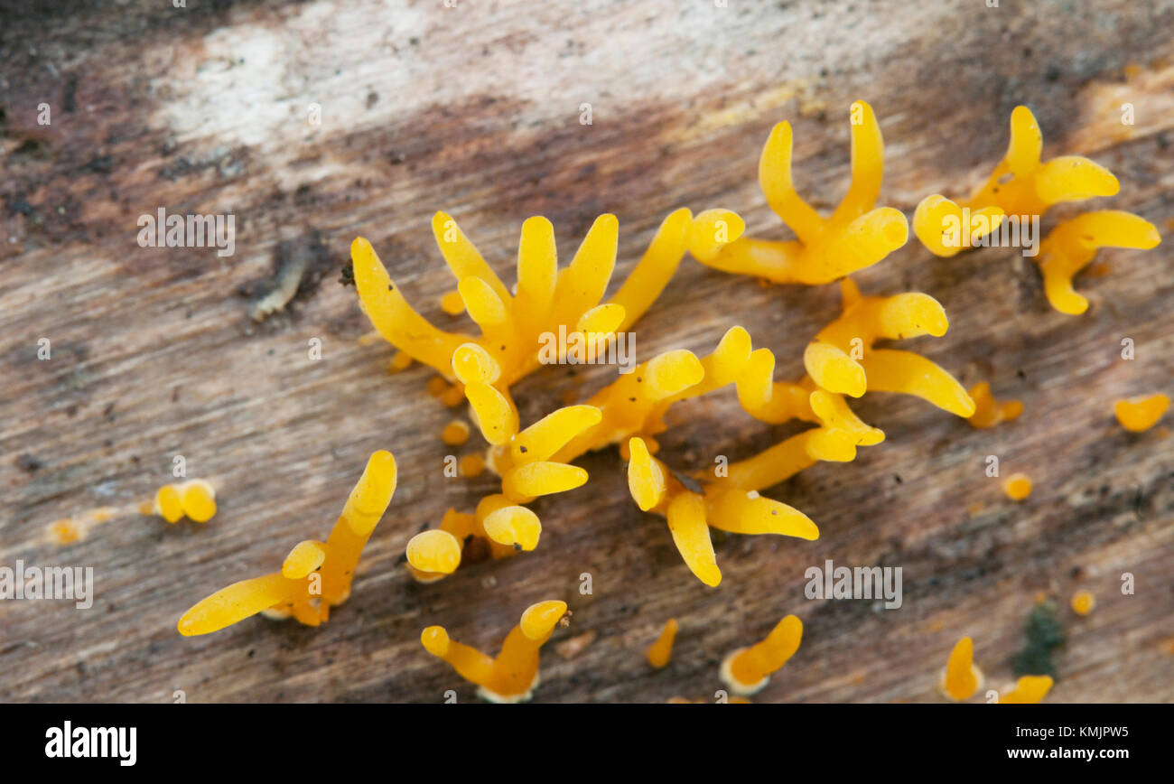 Calocera cornea mushrooms on a dead wood, close up Stock Photo