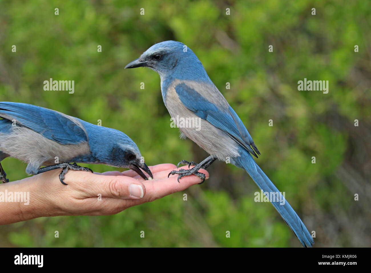 Pair of Florida scrub jays perched on a woman's hand Stock Photo Alamy