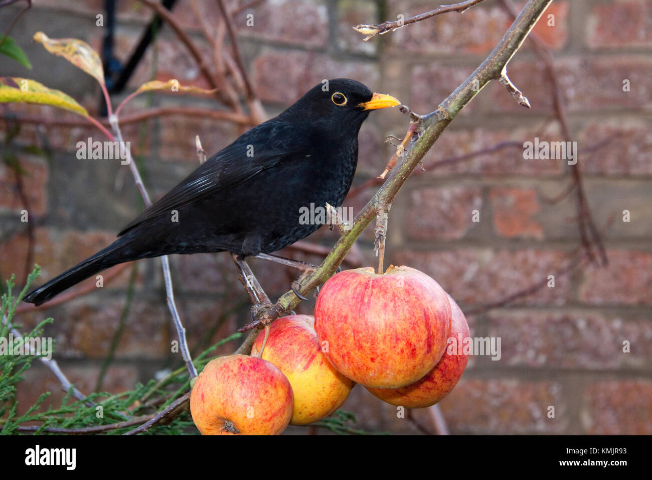 Blackbird eating Apples Stock Photo - Alamy