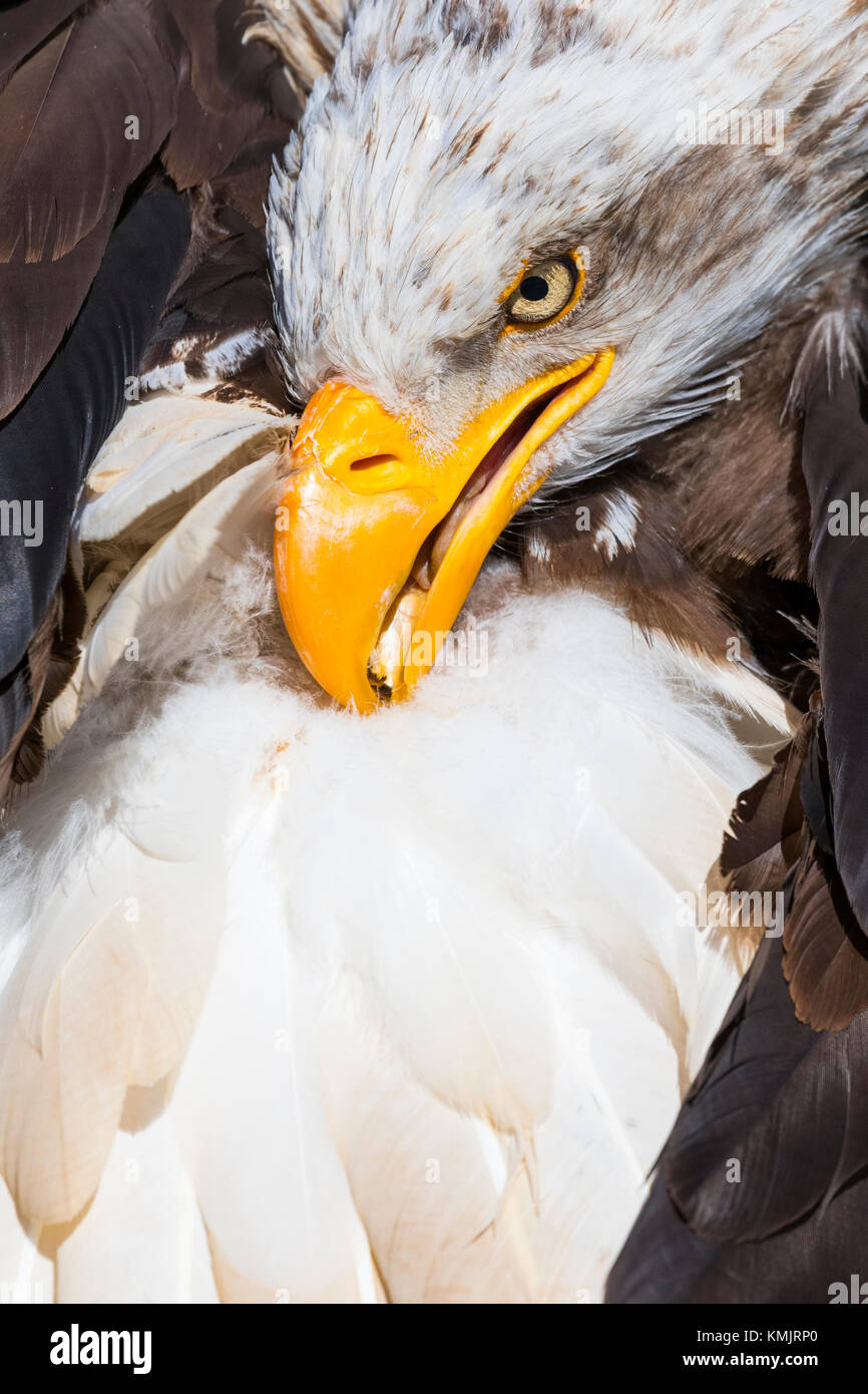 Bald eagle (Haliaeetus leucocephalus Stock Photo - Alamy