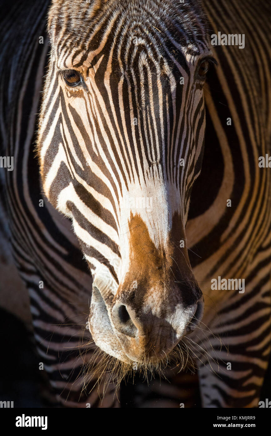 Grévy's zebra (Equus grevyi) Stock Photo