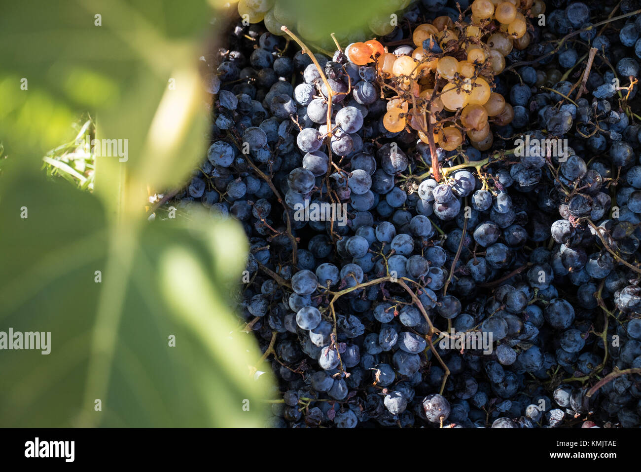Harvesting grapes for winemaking Stock Photo Alamy