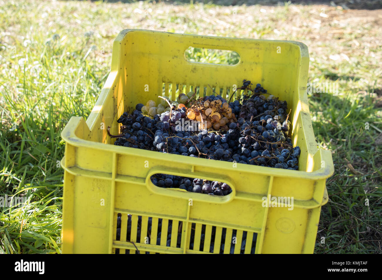 yellow box full of red grapes at harvest Stock Photo