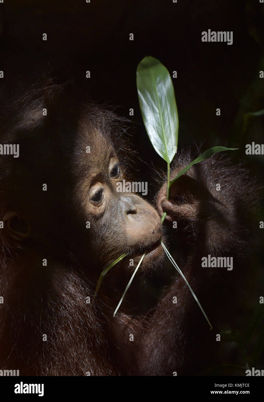 Baby orangutan . The close up portrait of cub of the Bornean orangutan (Pongo pygmaeus). Green krone of trees. Rainforest of Borneo, Indonesia. Stock Photo