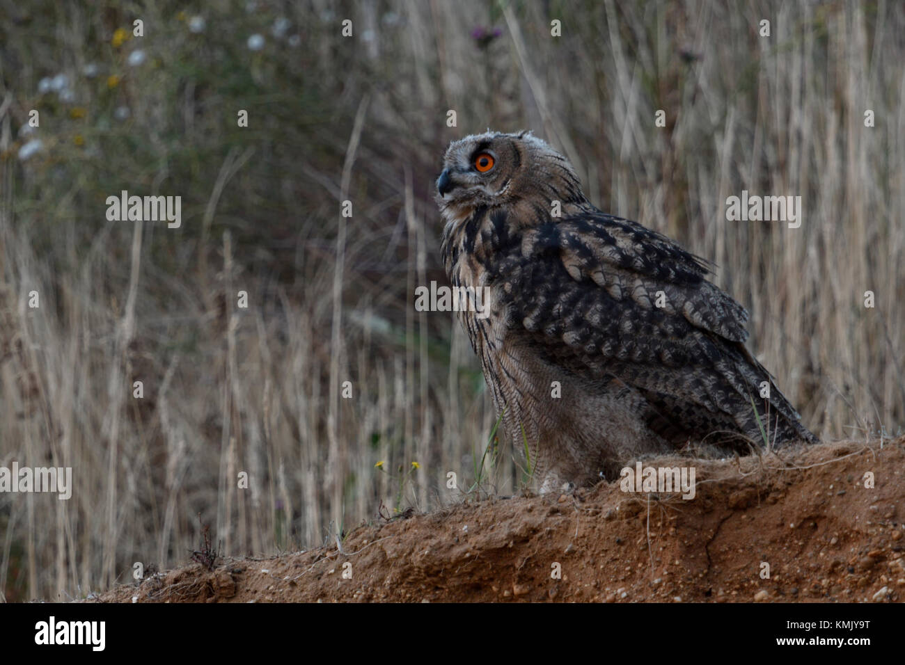 Eurasian Eagle Owl / Uhu ( Bubo bubo ), young, fledged, perched on the scarp of a sand pit, watching up to the sky, calling, at dusk, wildlife, Europe Stock Photo