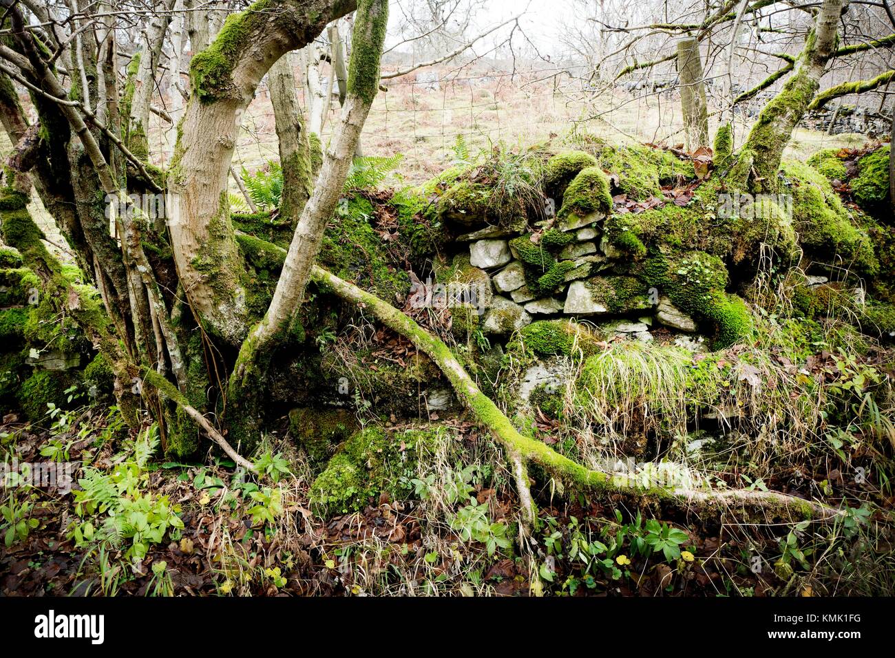Trees and moss on rocks. Cray, Buckden, North Yorkshire, Yorkshire Dales, England, UK Stock Photo