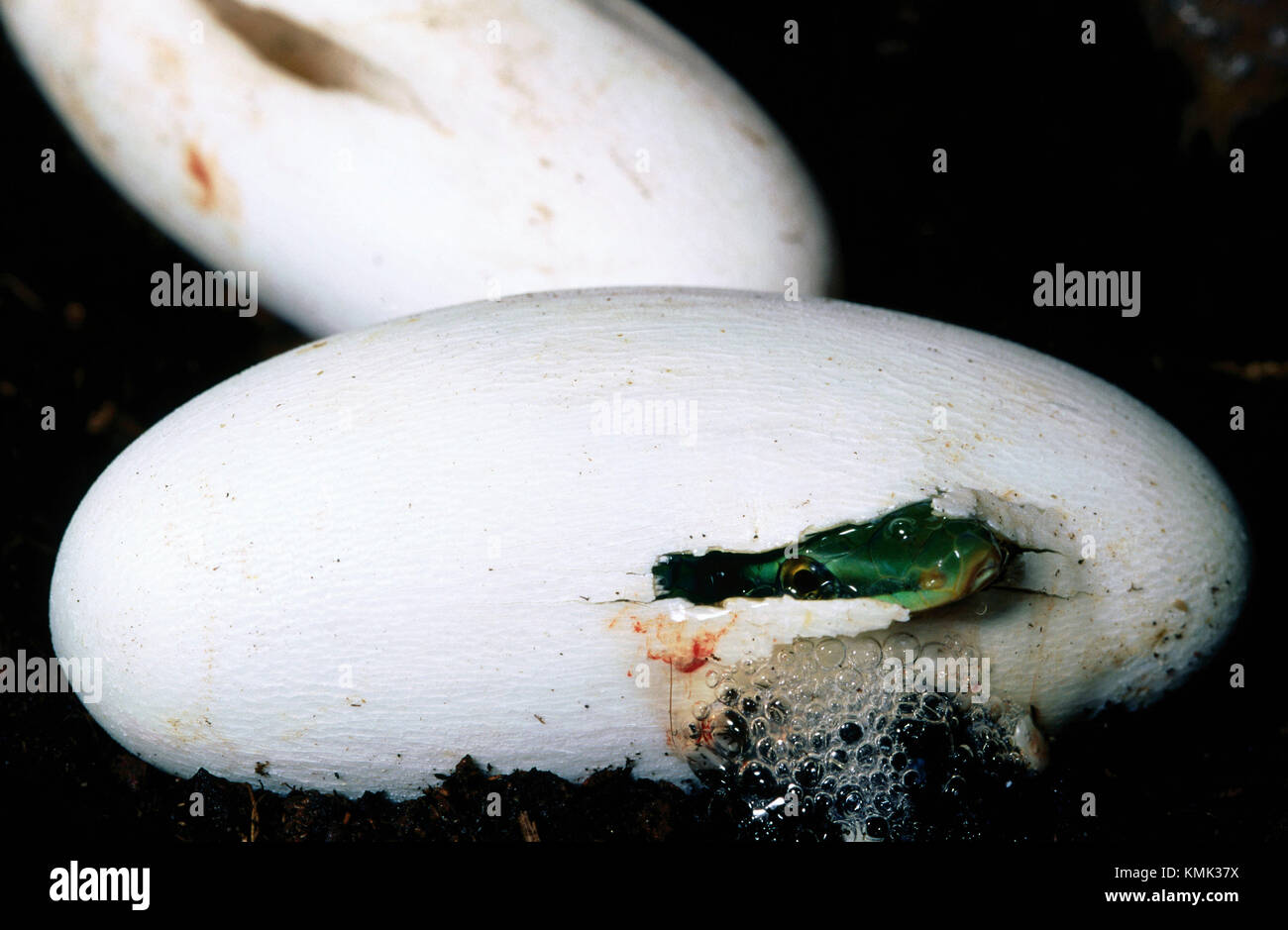 Red racer snake hi-res stock photography and images - Alamy
