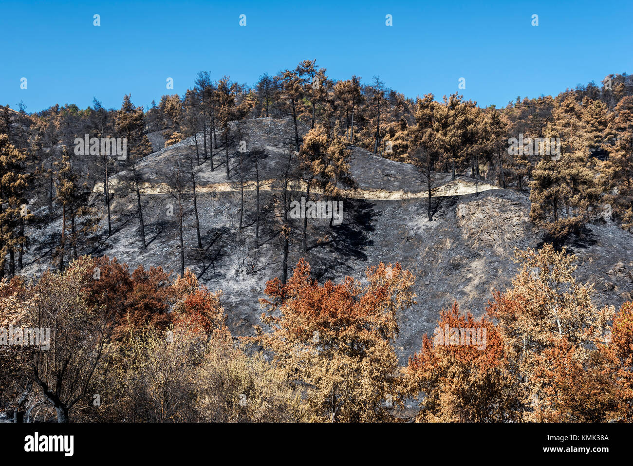 Burned pine trees after a forest fire at Solea area in Troodos mountains, Cyprus, in June 2016 Stock Photo