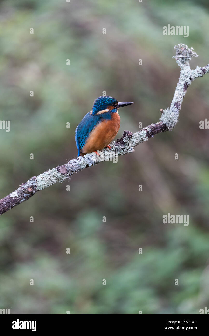 Male Kingfisher (Alcedo atthis) perched on a branch Stock Photo