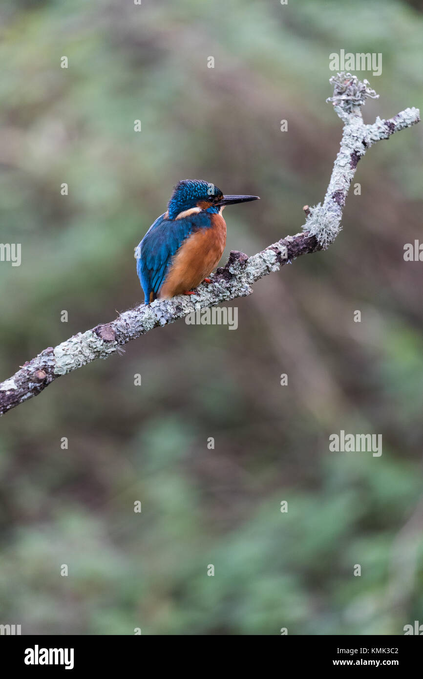 Male Kingfisher (Alcedo atthis) perched on a branch Stock Photo