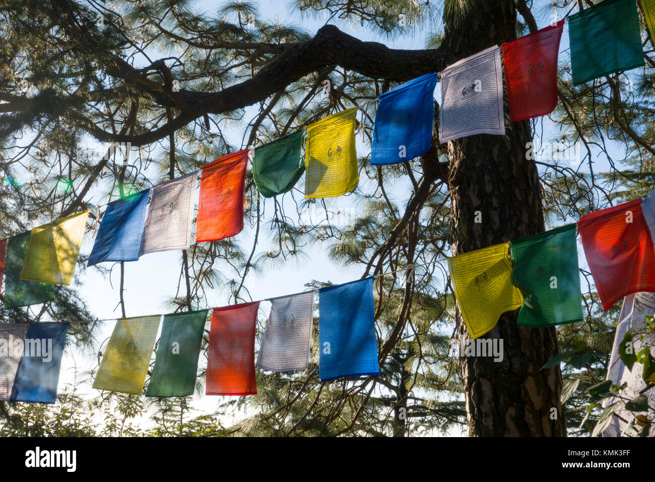 Tibetan prayer flags hanging in trees at Mcleod Ganj, India Stock Photo