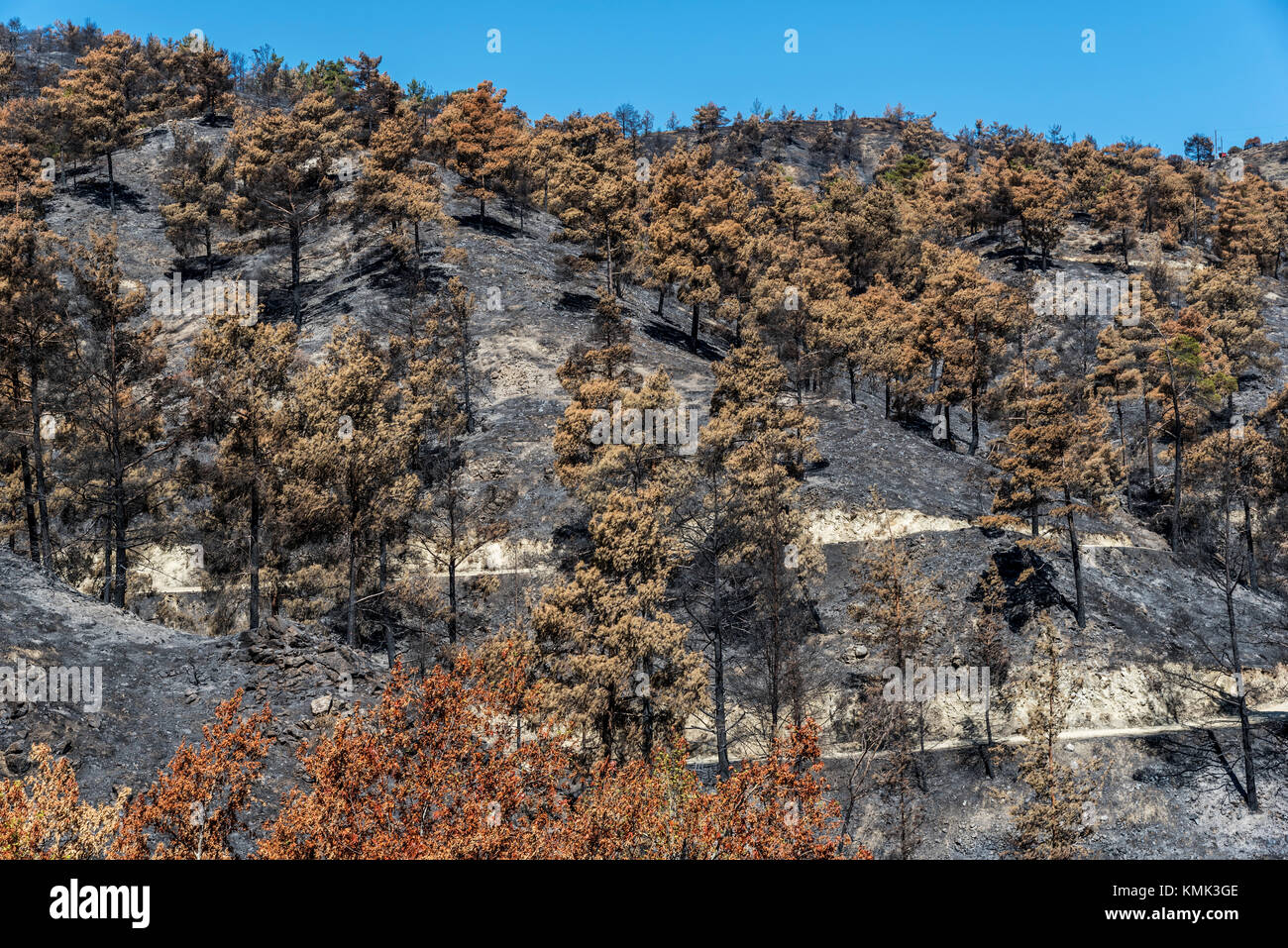 Burned pine trees after a forest fire at Solea area in Troodos mountains, Cyprus, in June 2016 Stock Photo