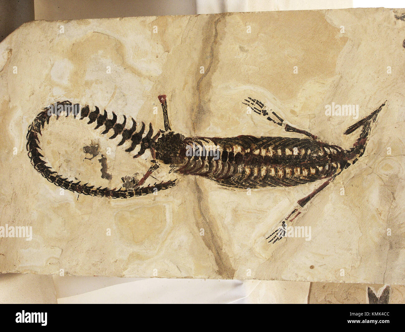 Mesosaurus hires stock photography and images Alamy