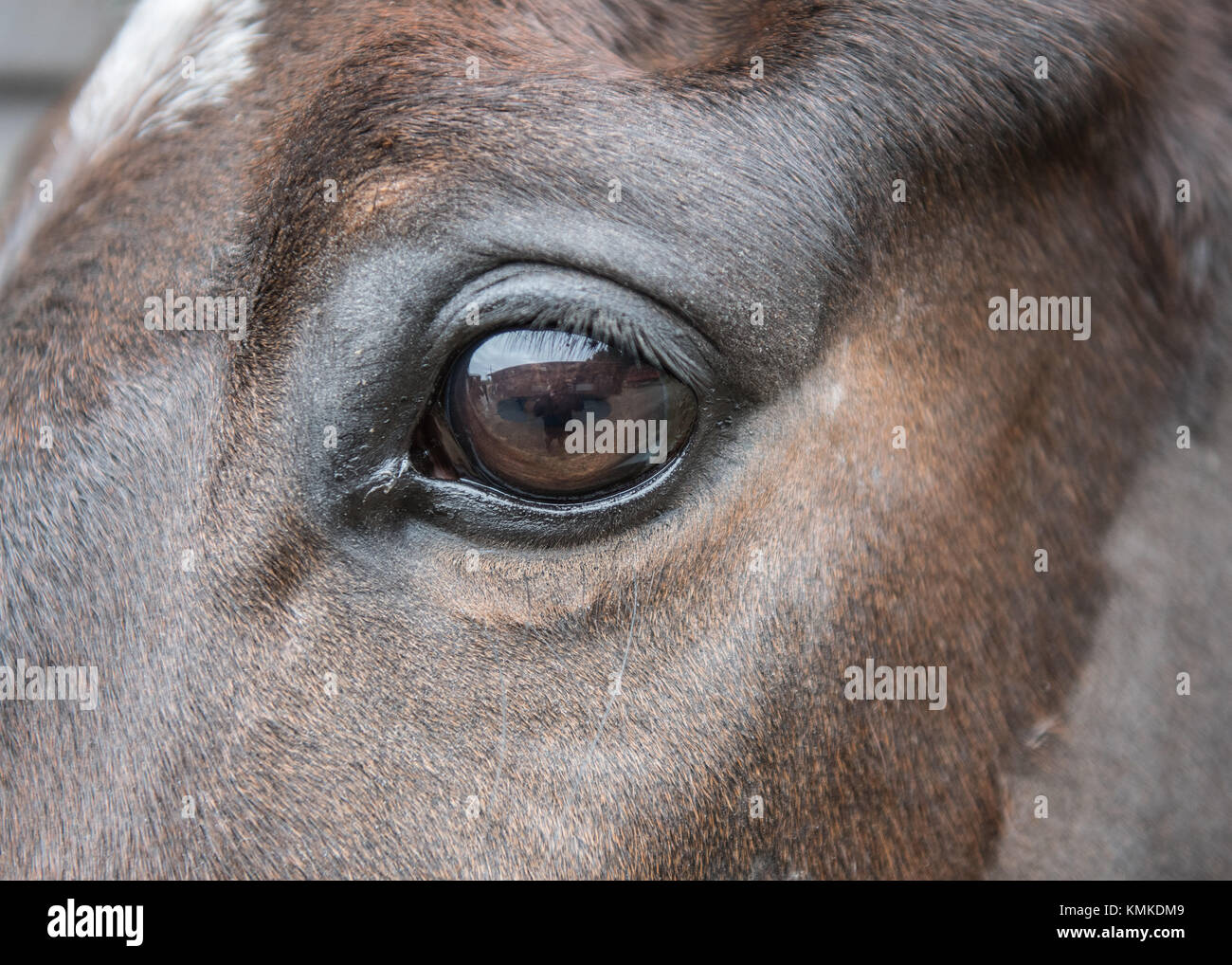 Horse retina hires stock photography and images Alamy