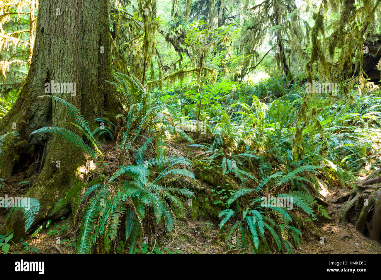 quinault-rainforest-washington-usa-hi-res-stock-photography-and-images