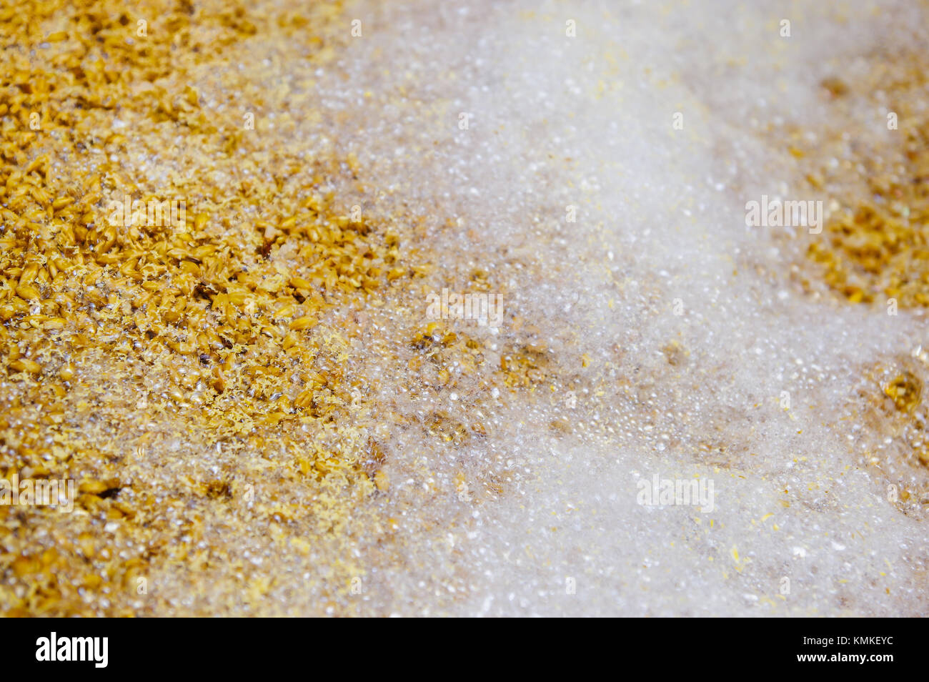 Close up of wheat grains inside of a modern kettles, vessels, in a beer