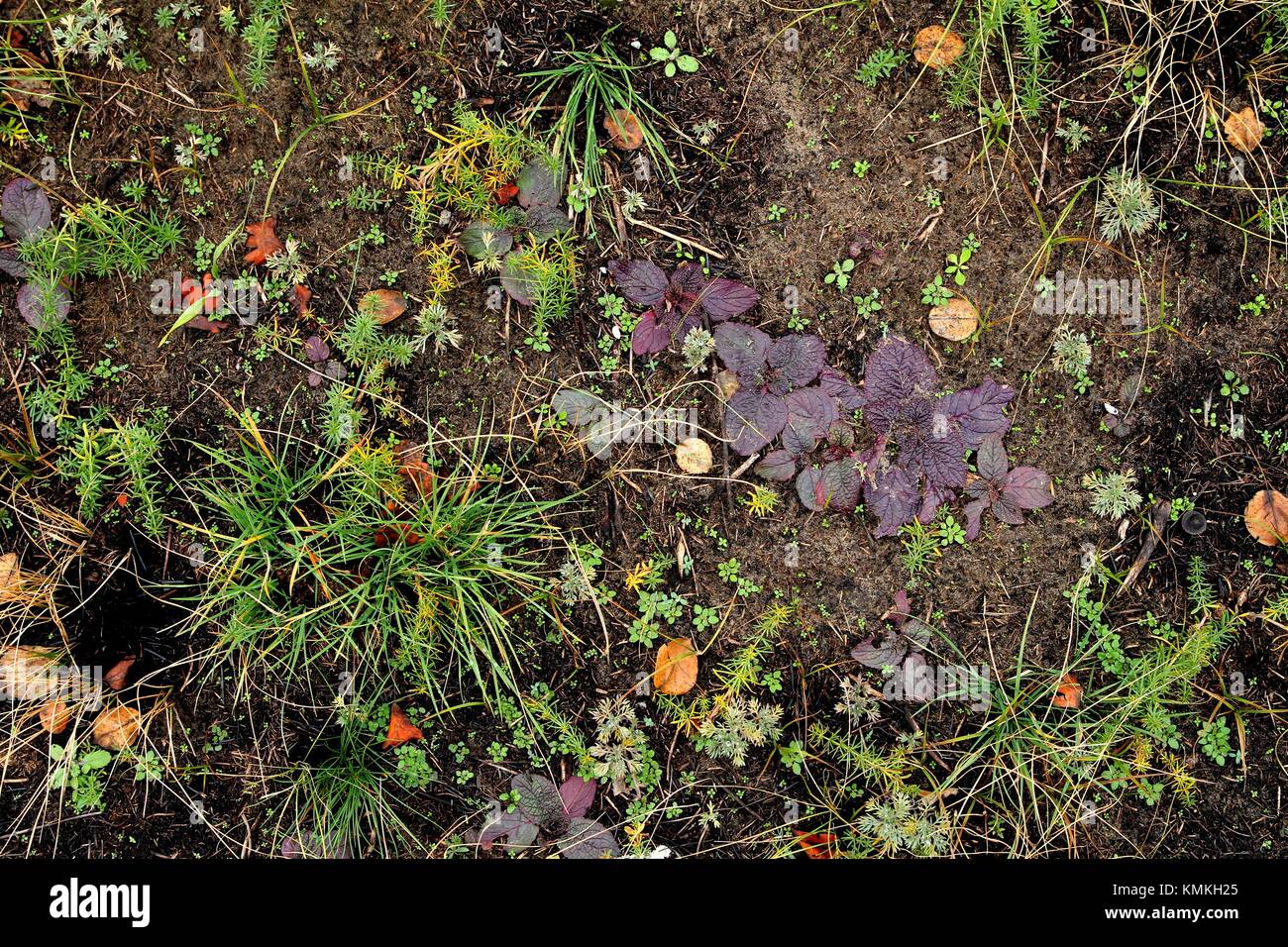 Spring Ground Texture Spring texture on the ground Stock Photo - Alamy