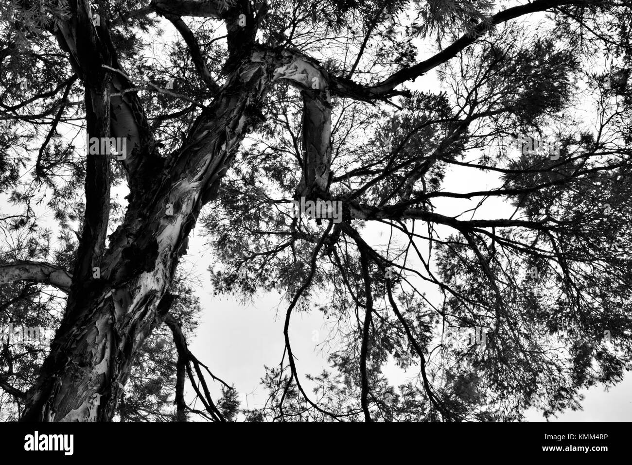 Tea tree (Melaleuca sp.), Townsville, Queensland, Australia Stock Photo