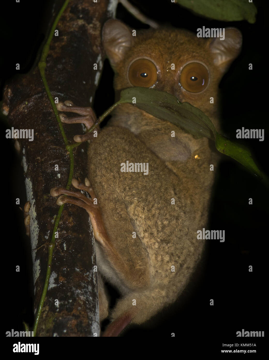 A Western Tarsier (Cephalopachus bancanus) rests on a tree in the jungles of the Kinabatangan River in Borneo Malaysia. Stock Photo