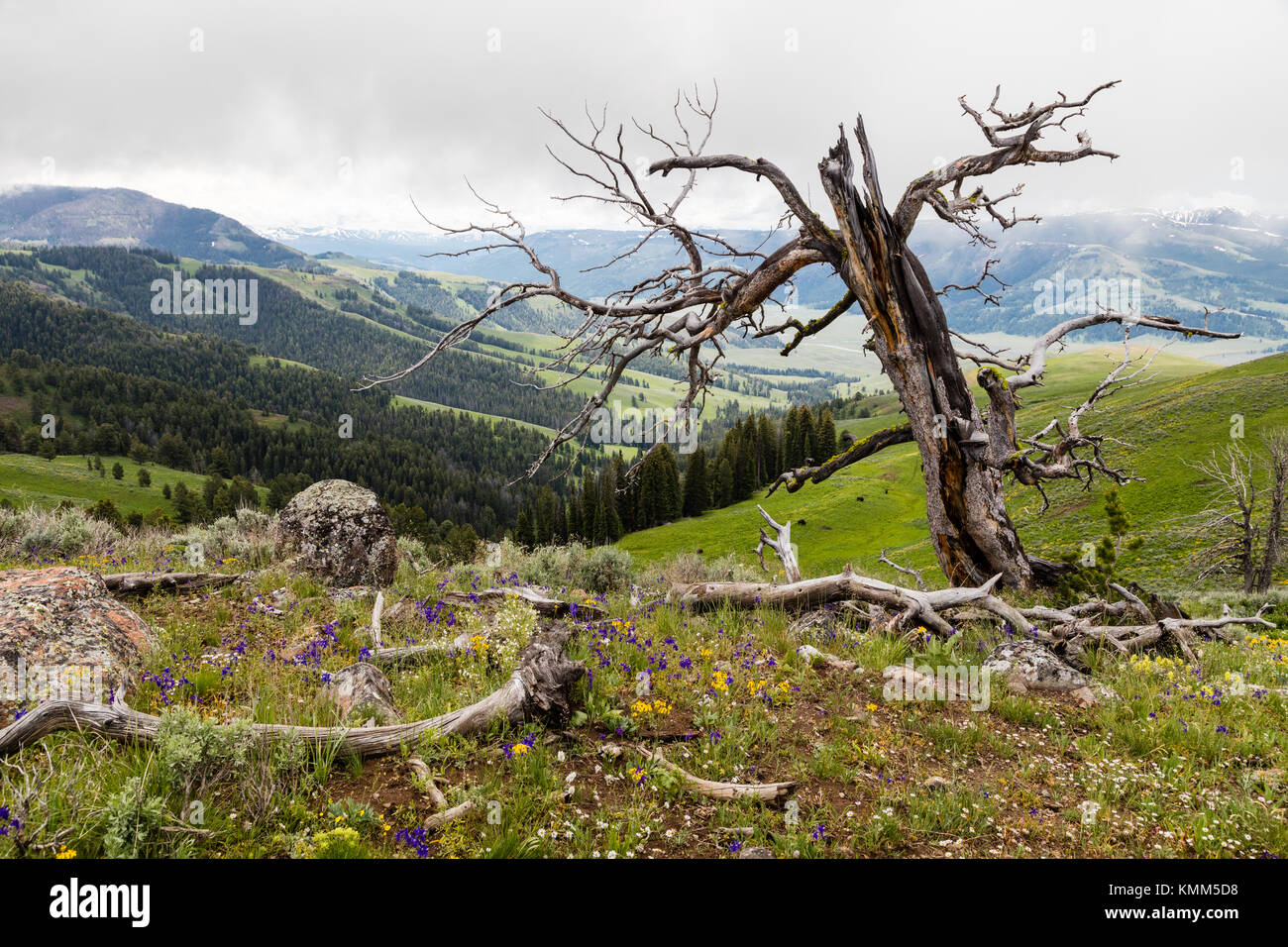 Lightning struck tree hi-res stock photography and images - Alamy