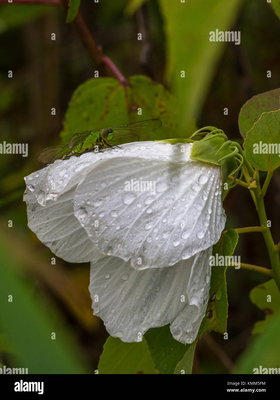 Green dragonfly resting on a flower Stock Photo - Alamy