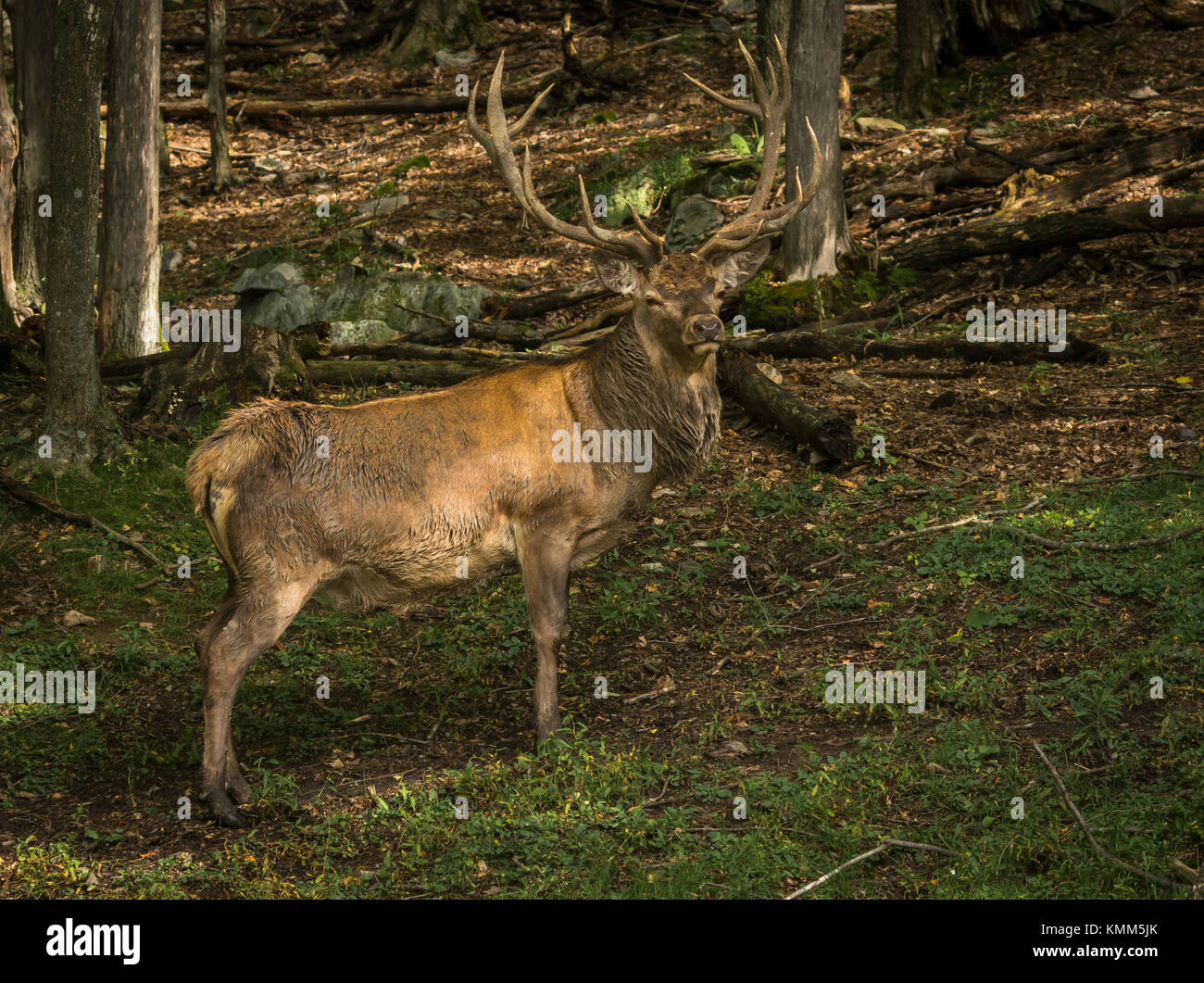 Wapiti looking a the camera while passing in the woods Stock Photo