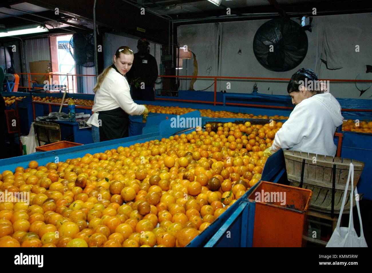 Oranges are processed at the Seald Sweet Processing Plant February 10