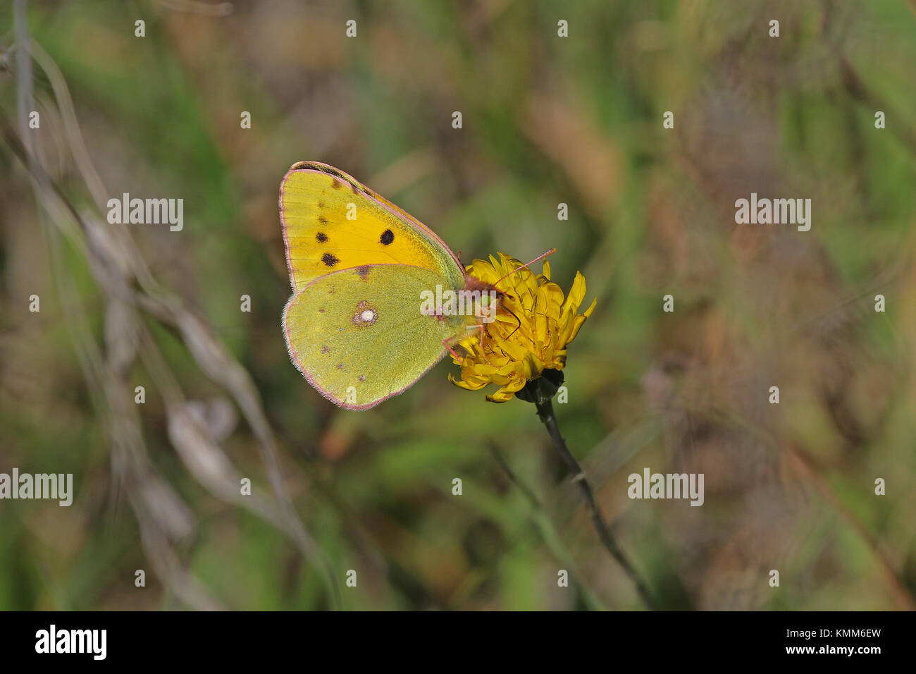male pale clouded yellow butterfly Latin name colias hyale from the pieridae family on a prickly sow thistle flower in autumn or fall in Italy Stock Photo