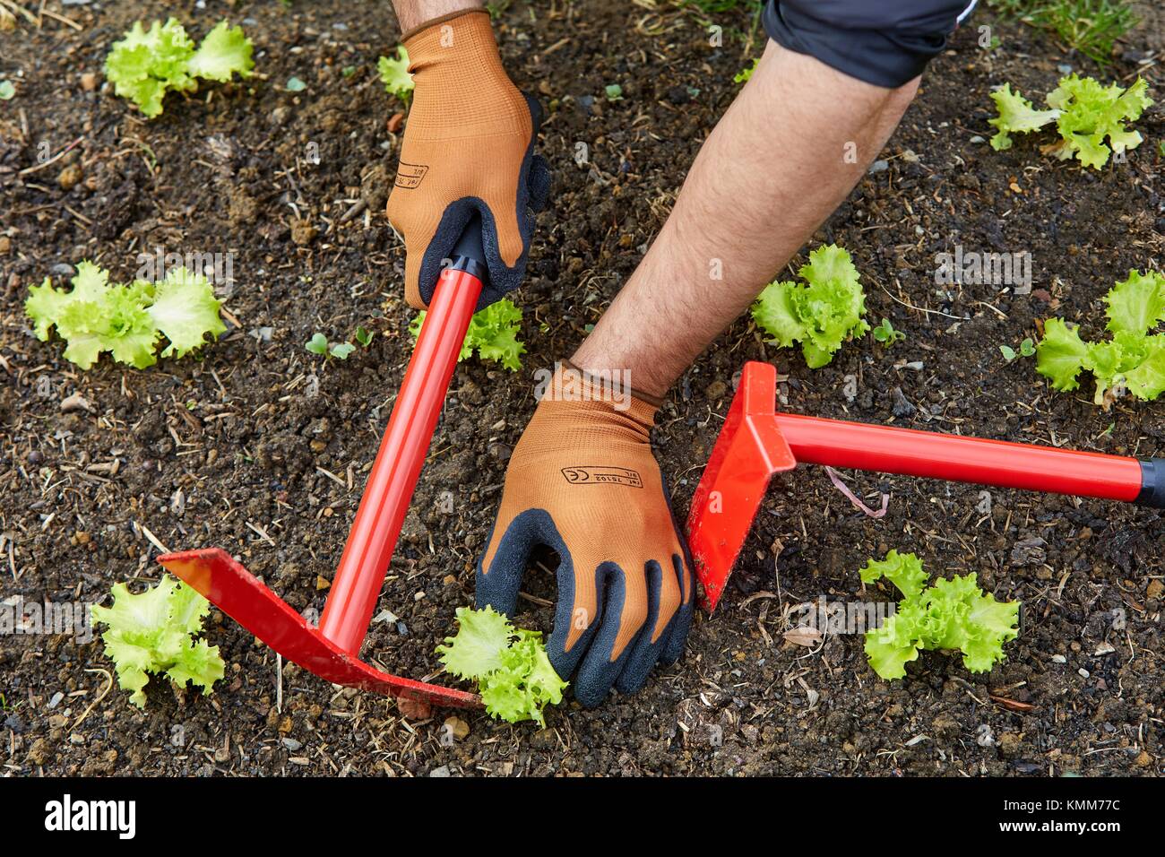 Farmer with hand tool, Hoe cultivator, Urban vegetable garden, Urban orchards, Ekogunea, Donostia, San Sebastian, Gipuzkoa, Basque Country, Spain Stock Photo