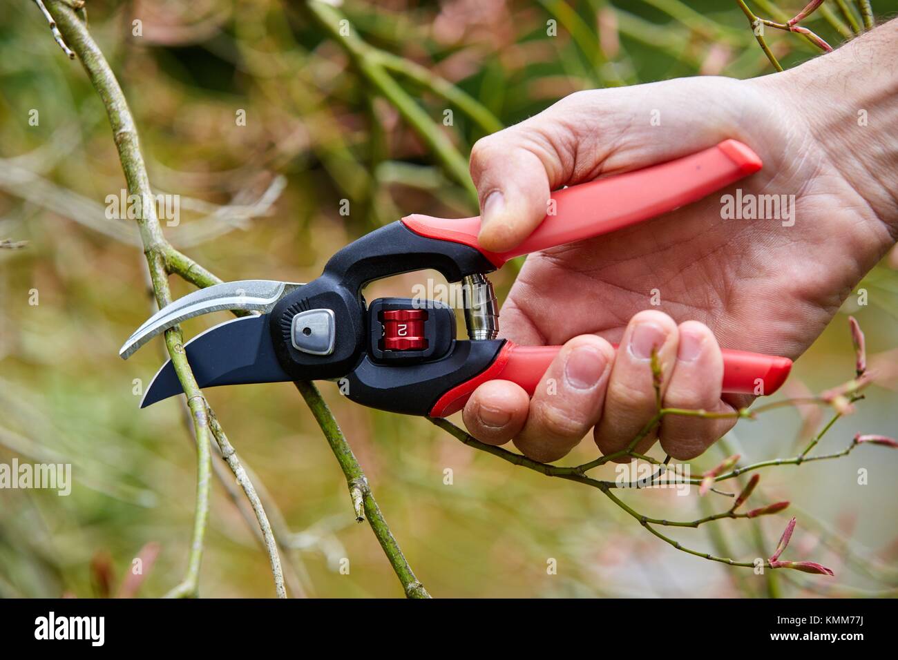 Gardener with hand tool, Pruner, Aiete Park, Donostia, San Sebastian, Gipuzkoa, Basque Country, Spain Stock Photo