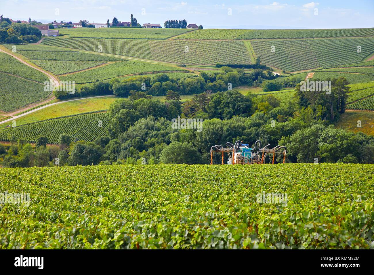 Chardonnay Stock Photos & Chardonnay Stock Images - Alamy