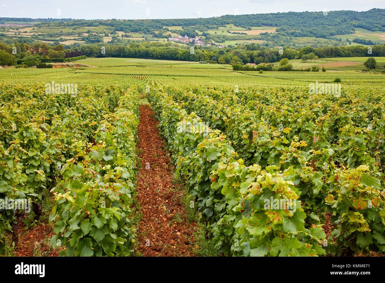 Vineyards, Côte de Beaune, Santenay, Côte d´Or, Burgundy Region