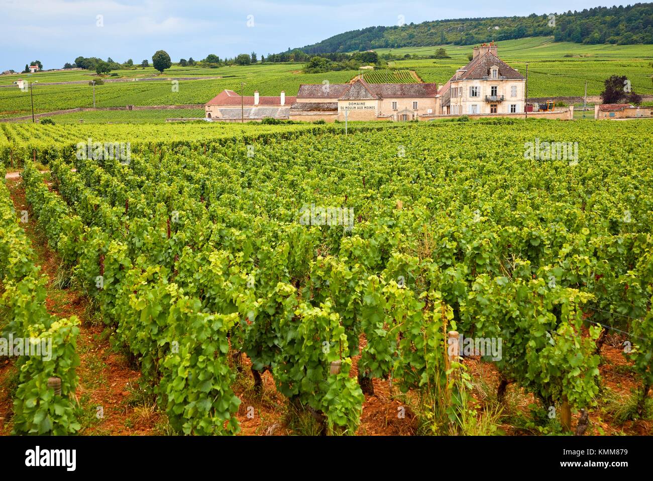 Vineyards, Côte de Beaune, Côte d´Or, Burgundy Region, Bourgogne