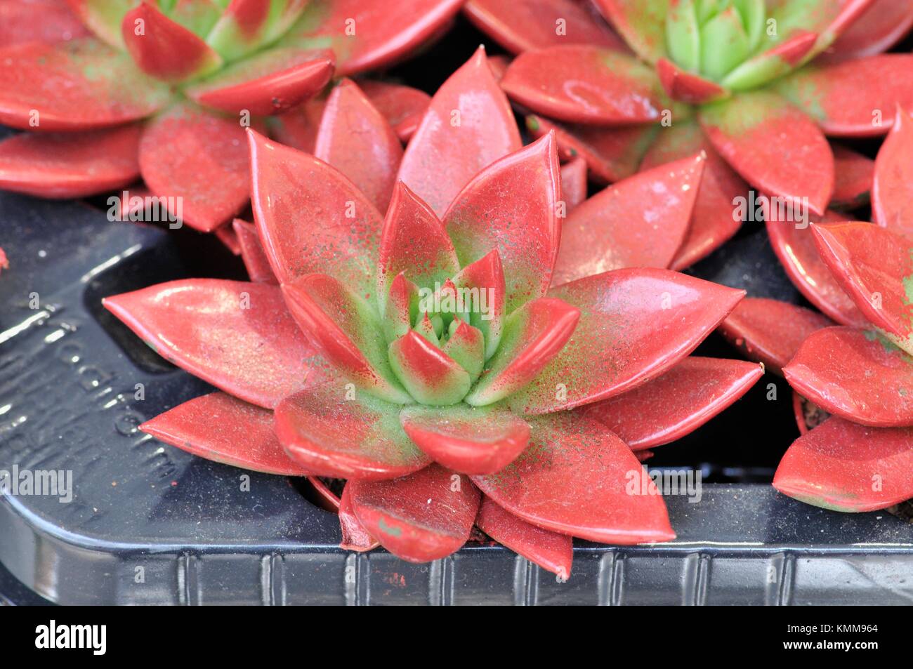 Echeveria agavoides plants for sale. Echeveria is a large genus of  flowering plants in the Crassulaceae family, native to semi-desert areas of  Stock Photo - Alamy