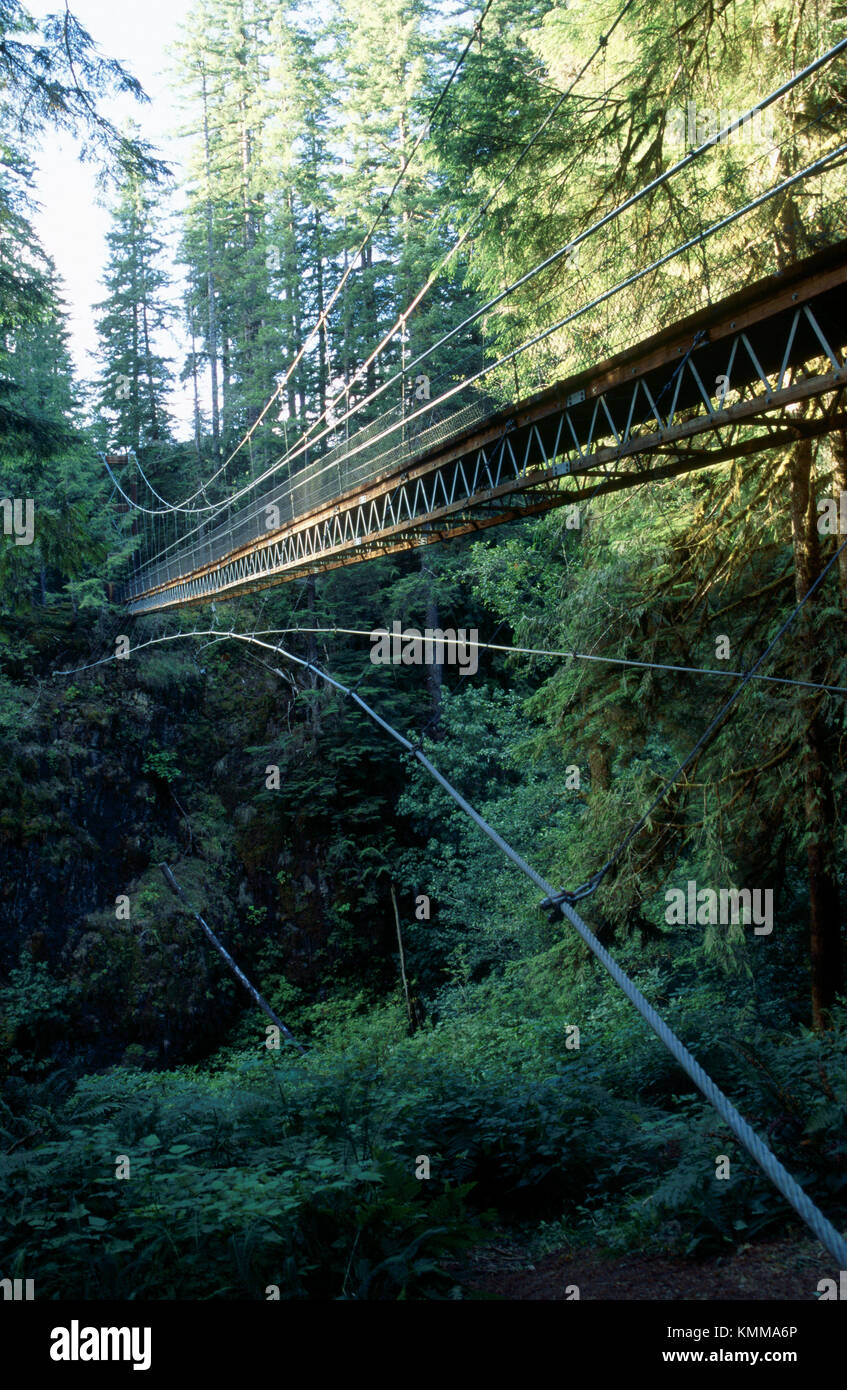 Suspension bridge in the woods at drift creek trail. Lincoln County