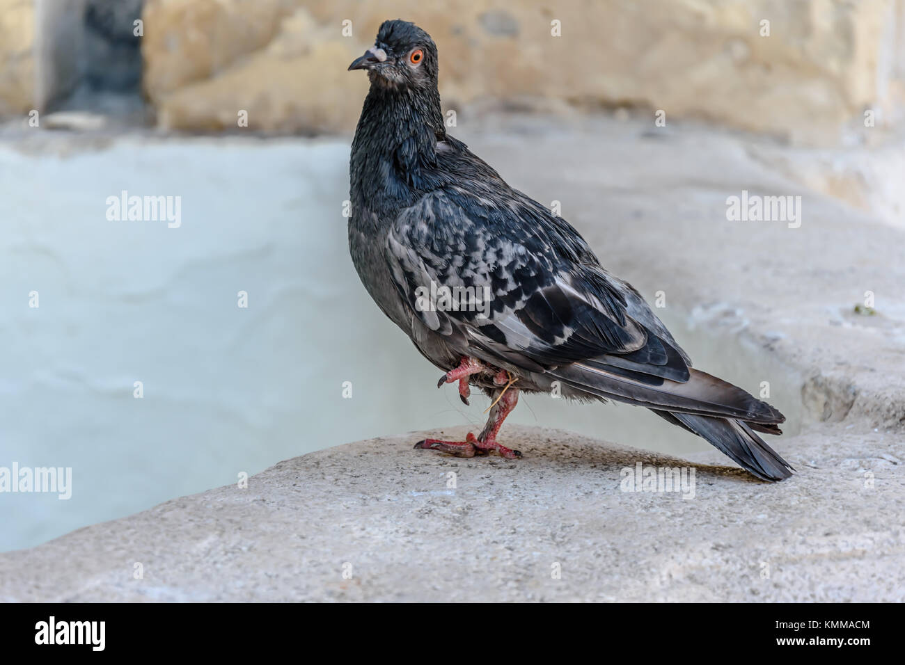 Pigeon standing on the one leg Stock Photo 167633668 Alamy