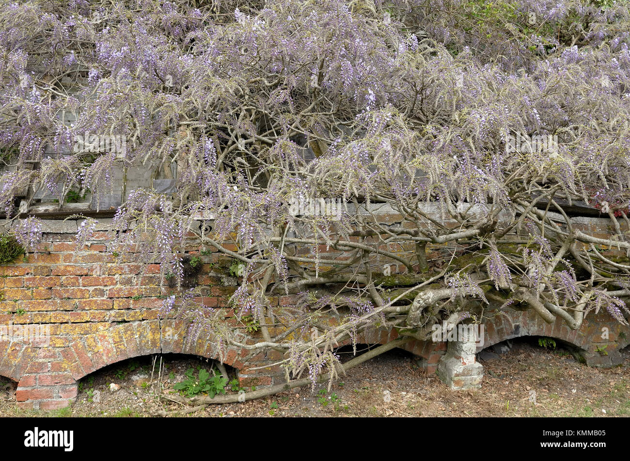 Wisteria creeping over Victorian glasshouse with ventilation arches built into the brickwork base Stock Photo