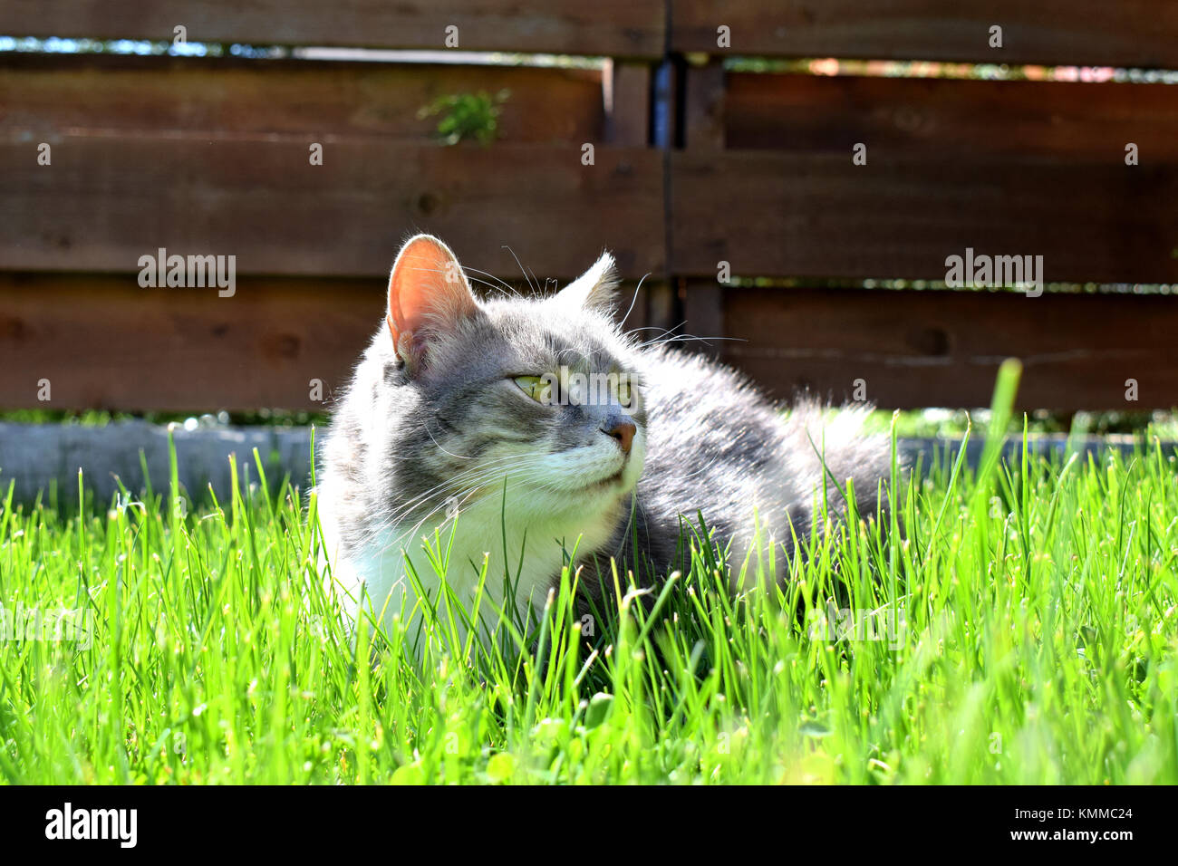 Grey And White Tabby Adult Cat Stock Photo Alamy