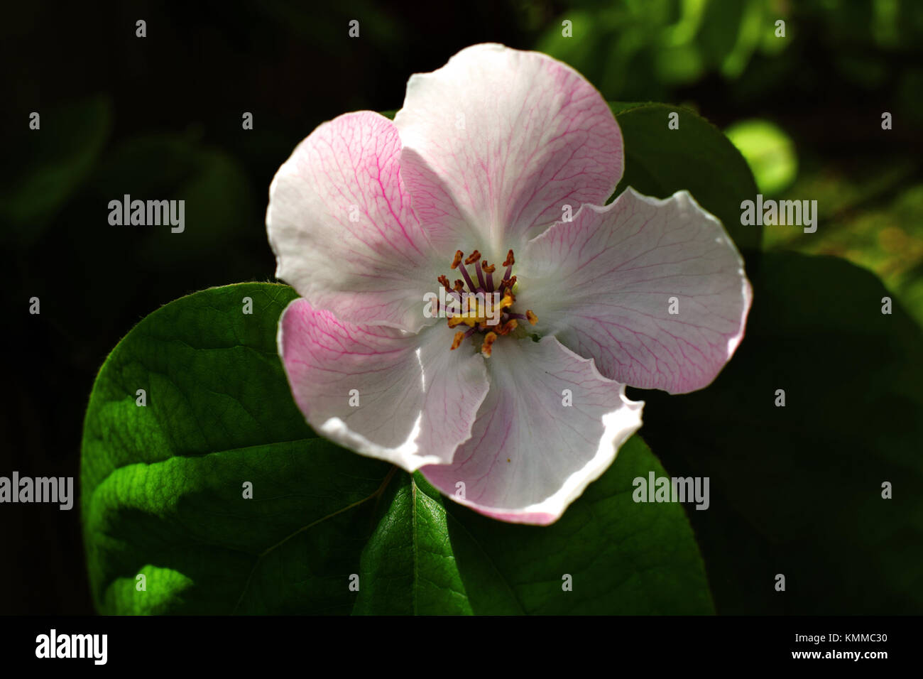 Isolated quince flower and leaf Stock Photo Alamy