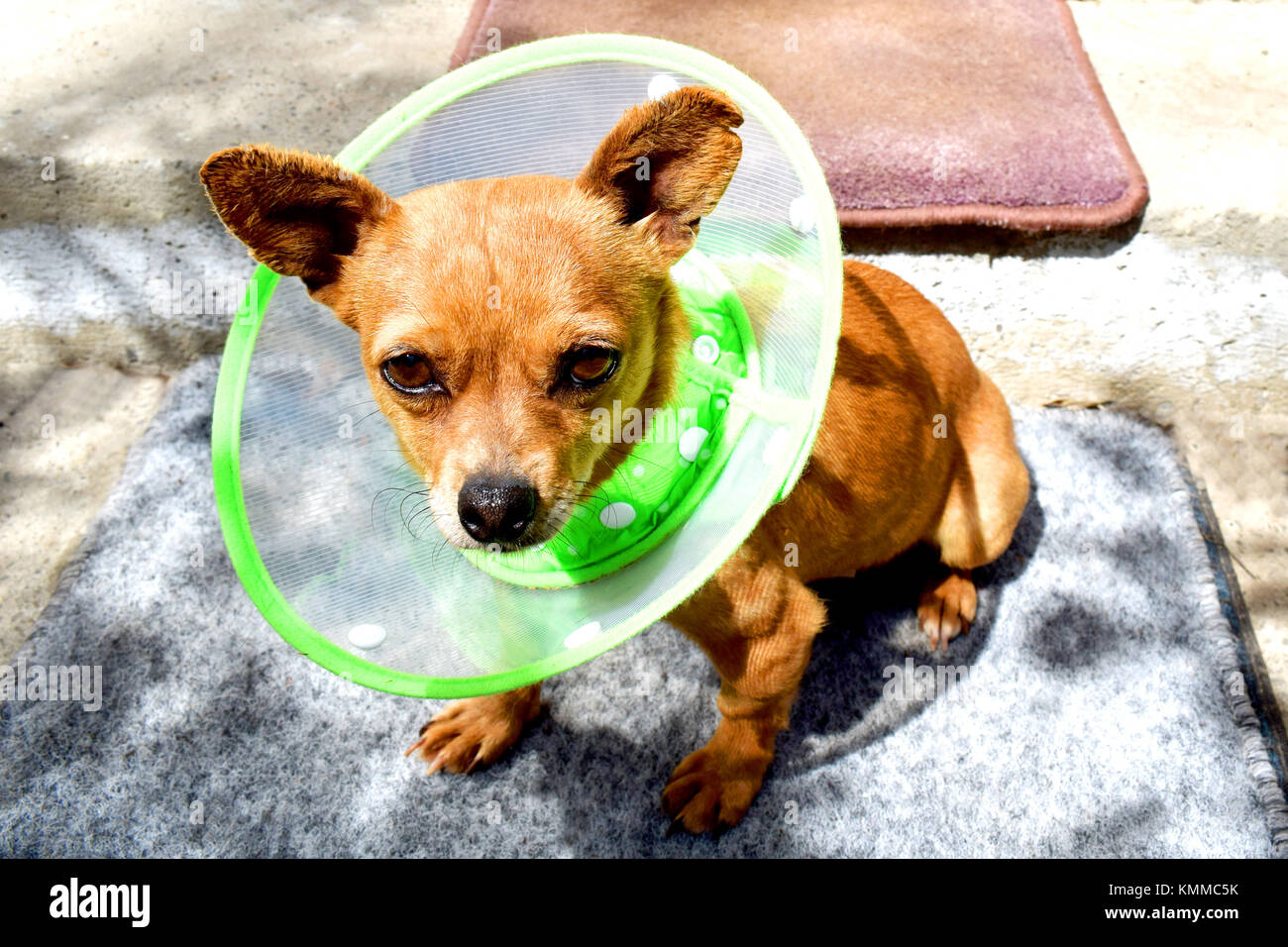 Small shelter female dog after being spayed wearing a collar Stock Photo