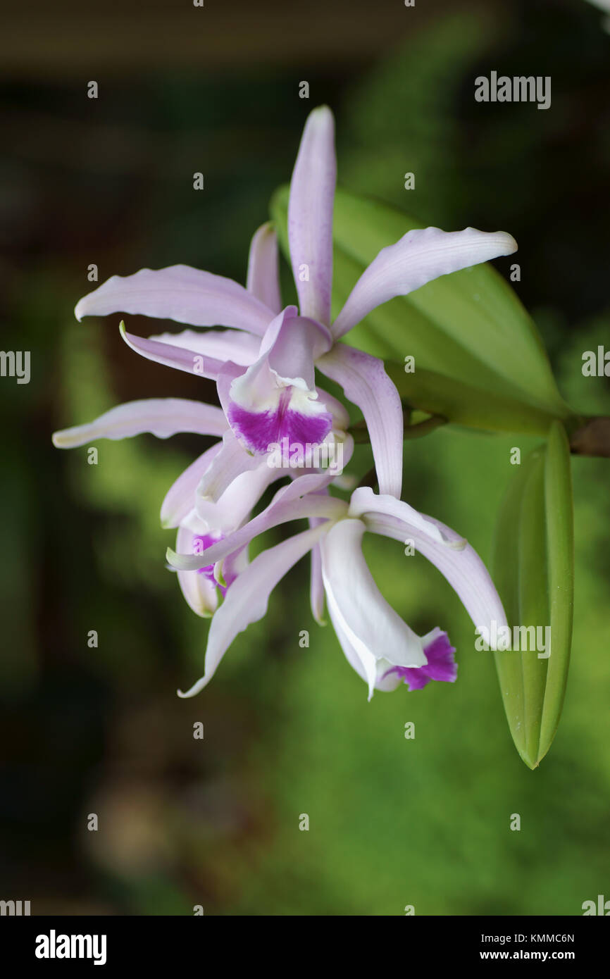 Cattleya intermedia Stock Photo